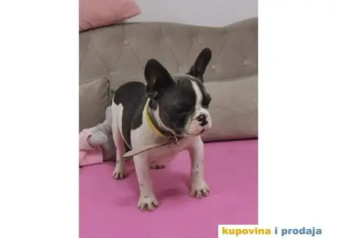 Francuski Buldog - 4/10