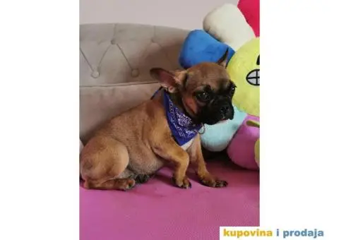 Francuski Buldog - 5/10