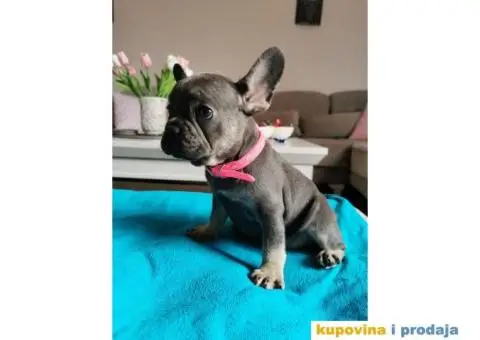 Francuski Buldog - 6/10