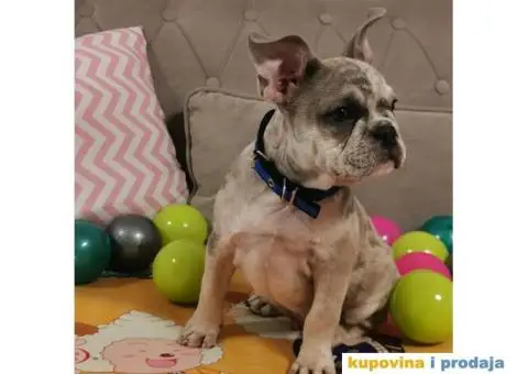 Francuski Buldog - 7/10