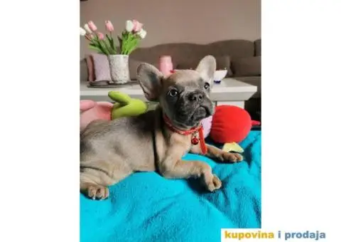 Francuski Buldog - 8/10