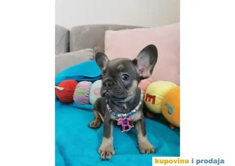 Francuski Buldog - 9/10