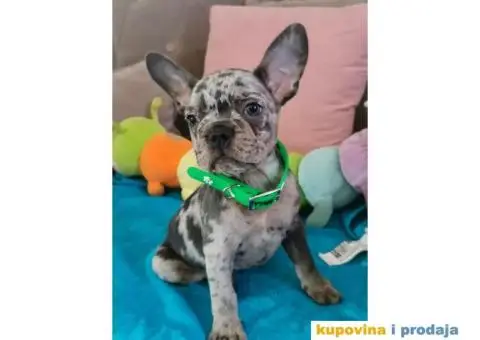 Francuski Buldog - 10/10