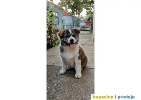 Vrhunsko žensko štene Akita Inu (Japanska Akita) - 1/11