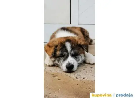 Vrhunsko žensko štene Akita Inu (Japanska Akita) - 2/11