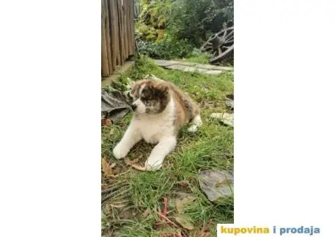 Vrhunsko žensko štene Akita Inu (Japanska Akita) - 3/11