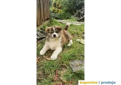 Vrhunsko žensko štene Akita Inu (Japanska Akita) - 4/11