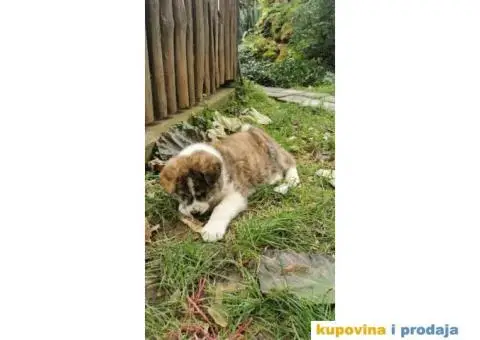 Vrhunsko žensko štene Akita Inu (Japanska Akita) - 5/11