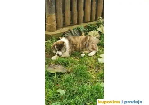 Vrhunsko žensko štene Akita Inu (Japanska Akita) - 6/11