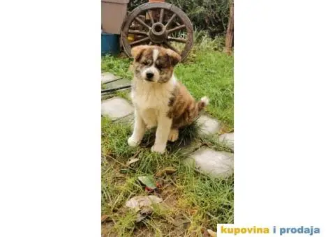 Vrhunsko žensko štene Akita Inu (Japanska Akita) - 7/11