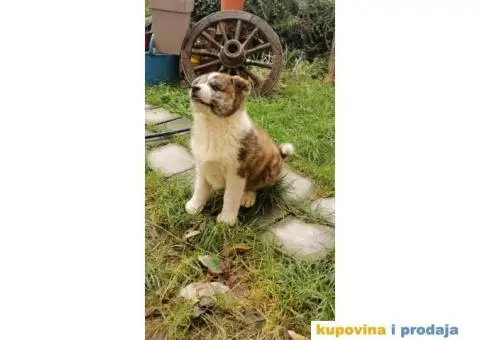 Vrhunsko žensko štene Akita Inu (Japanska Akita) - 8/11