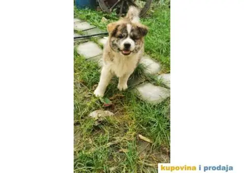 Vrhunsko žensko štene Akita Inu (Japanska Akita) - 9/11