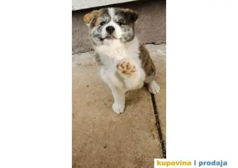 Vrhunsko žensko štene Akita Inu (Japanska Akita) - 10/11