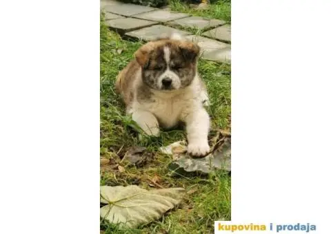 Vrhunsko žensko štene Akita Inu (Japanska Akita) - 11/11