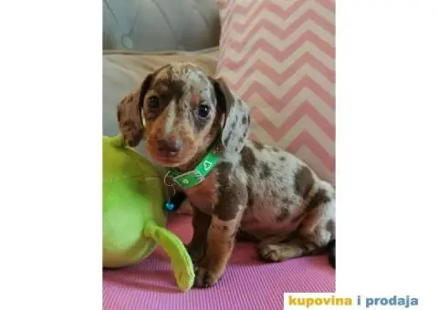 Patuljasti Jazavičar egzotične boje - 2/10