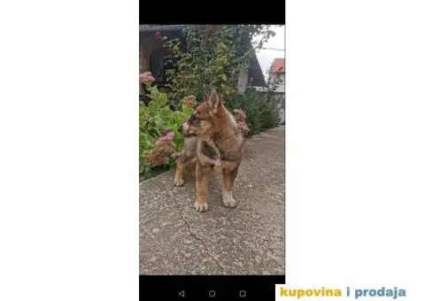 Zapadno Sibirska Lajka štenci - 1/6