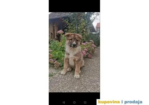 Zapadno Sibirska Lajka štenci - 2/6