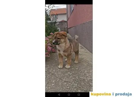 Zapadno Sibirska Lajka štenci - 3/6