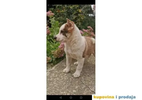 Zapadno Sibirska Lajka štenci - 4/6