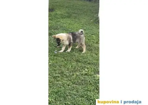 Zapadno Sibirska Lajka štenci - 5/6