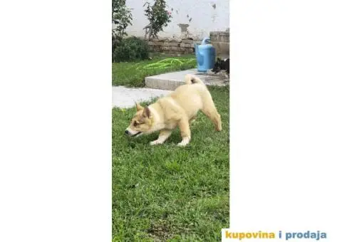 Zapadno Sibirska Lajka štenci - 6/6