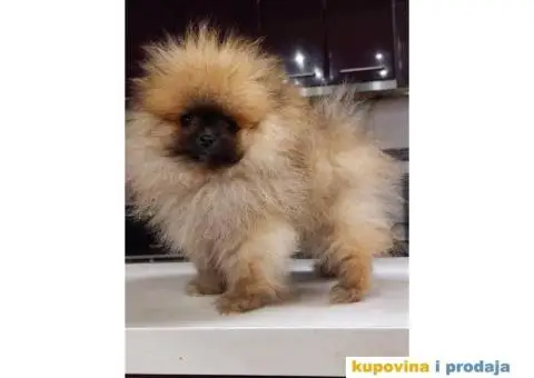 Pomeranac vrhunski štenci - 1/8