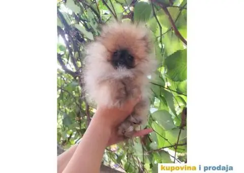 Pomeranac vrhunski štenci - 2/8