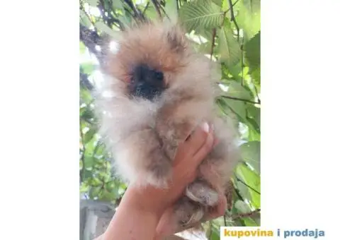Pomeranac vrhunski štenci - 3/8