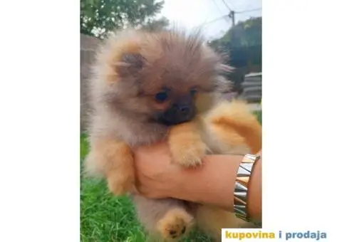 Pomeranac vrhunski štenci - 4/8