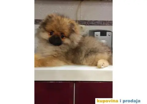 Pomeranac vrhunski štenci - 5/8