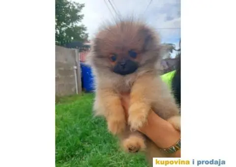 Pomeranac vrhunski štenci - 6/8