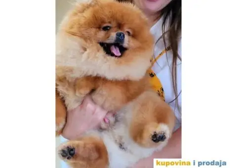 Pomeranac vrhunski štenci - 7/8