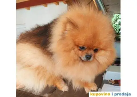 Pomeranac vrhunski štenci - 8/8