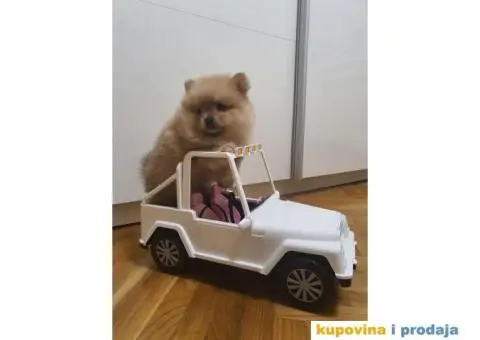 Pomeranac štene - 2/13