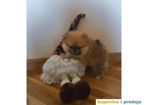 Pomeranac štene - 3/13
