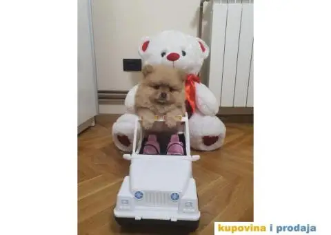 Pomeranac štene - 5/13