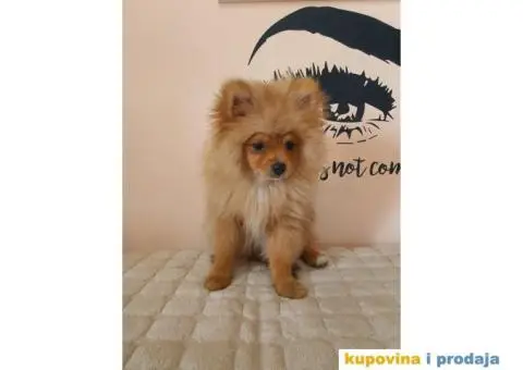 Pomeranac štene - 11/13