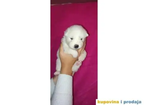 Stenci samojeda - 1/5