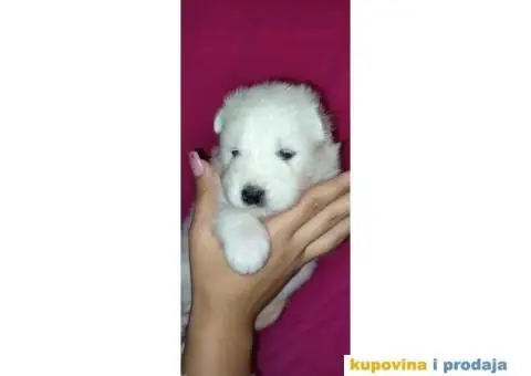 Stenci samojeda - 2/5