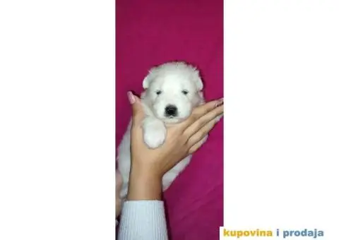 Stenci samojeda - 3/5