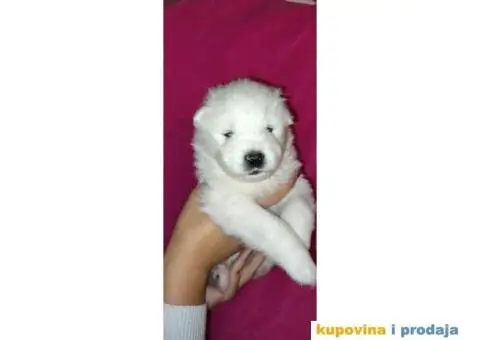 Stenci samojeda - 4/5