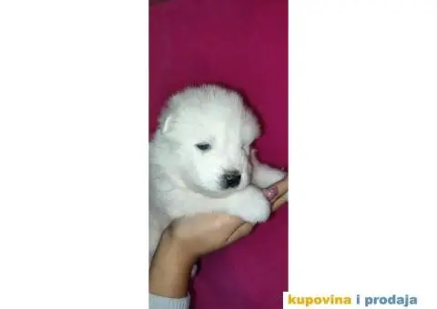 Stenci samojeda - 5/5