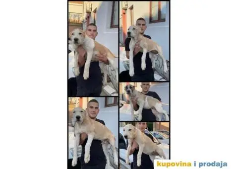 Srednjeazijski ovčar štenci - 1/10