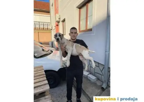 Srednjeazijski ovčar štenci - 2/10