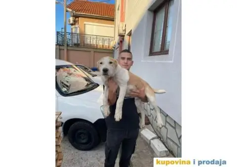 Srednjeazijski ovčar štenci - 3/10