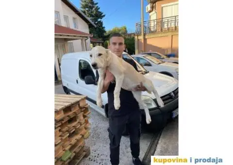 Srednjeazijski ovčar štenci - 4/10