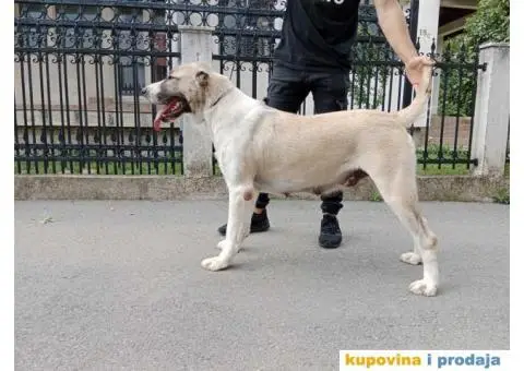 Srednjeazijski ovčar štenci - 5/10