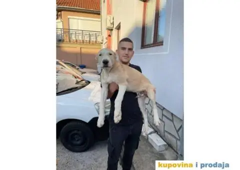 Srednjeazijski ovčar štenci - 7/10