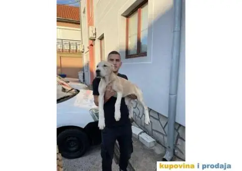 Srednjeazijski ovčar štenci - 8/10