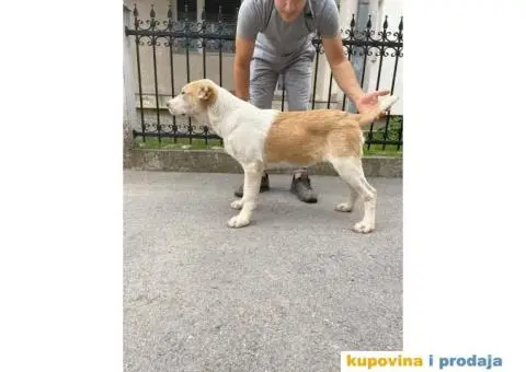 Srednjeazijski ovčar štenci - 9/10